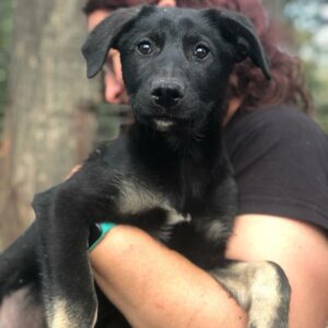 STRUPPS - auf Pflegestelle in PLZ 7 *vermittelt*