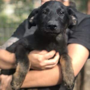 TOBIE - auf Pflegestelle in PLZ 6 *vermittelt*