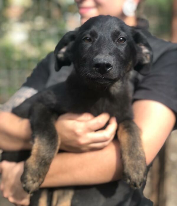 TOBIE - auf Pflegestelle in PLZ 6 *vermittelt*