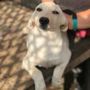 NIKOSCH - auf Pflegestelle in PLZ 5 *vermittelt*