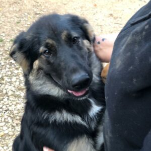 EMMIE (*EMMA) - reserviert für Tierhilfe Lebenswert vermittelt