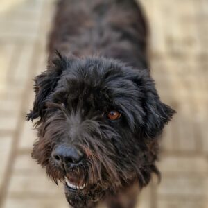 FINDIK - reserviert TH Koblenz - vermittelt