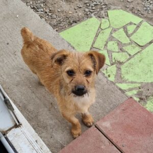 RIKE - reserviert Tierhilfe Lebenswert DR 29.10. - vermittelt