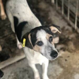 TAMINO - reserviert TST Rösrath (DR) 22.11 - vermittelt