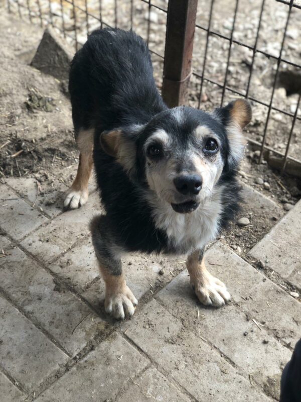 SCHNUFFEL - Notfall-Opi - reserviert PVA vermittelt – Bild 3