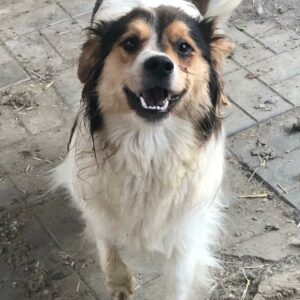 PEPPER - auf Pflegestelle in PLZ 1 *vermittelt*