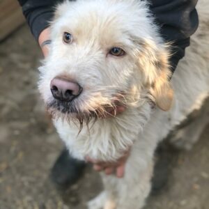 NEVE - zu dünn, Hautprobleme - reserviert Manuela - vermittelt