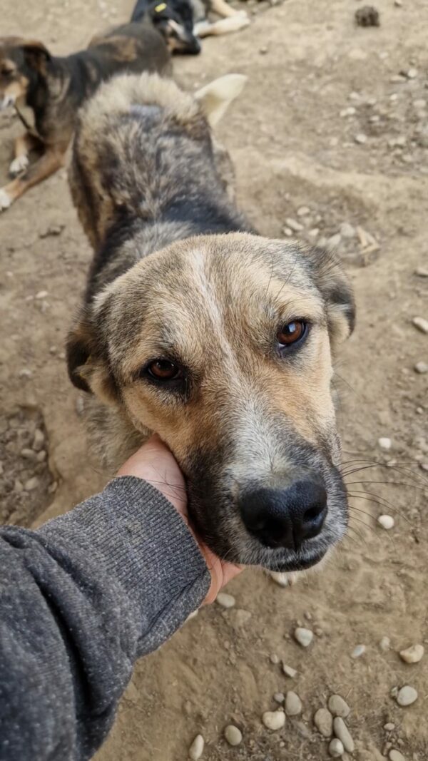 ROSINA (♀) - ausgereist zur Tierhilfe Lebenswert DR 17.01.2025 – Bild 4