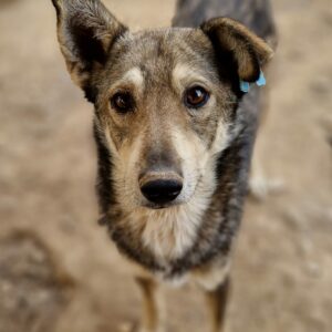 STUBBE - viel zu dünn! - reserviert Lika Schneider (DR 31.10) - vermittelt