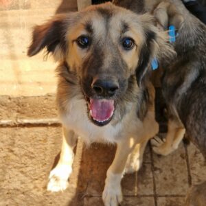 MOANA - kommt im Kennel nicht gut zurecht, ist zu bereits dünn - sollte dringend ausreisen! - reserviert Lika Schneider DR 24.10 - vermittelt