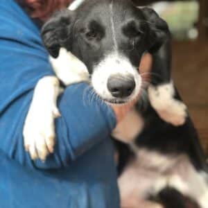 FINKA - reserviert TST Rösrath - vermittelt