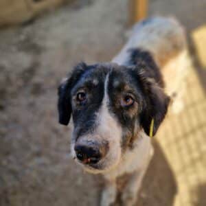 MADINA - zu dünne und verbrauchte Oma! - reserviert Lika Schneider DR (24.10) - vermittelt