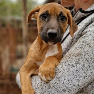 LIARA - reserviert JW - vermittelt