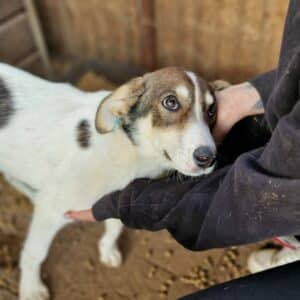 VAIANA - reserviert Tierhilfe Lebenswert DR 09.11. - vermittelt