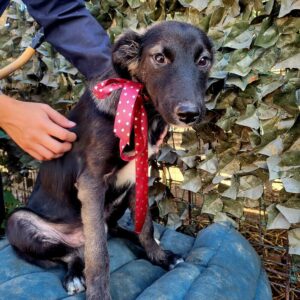 TREETS - reserviert Eliza/ Orga 10.03. - vermittelt