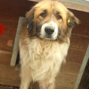 AUBREY (♀) - RBB 04/24