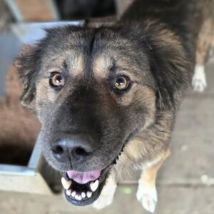 GWENY - ausgereist zu Tiere in Not Odenwald e.V.