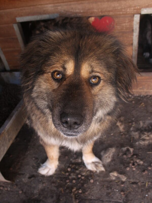 GWENY - ausgereist zu Tiere in Not Odenwald e.V. – Bild 8