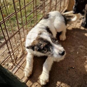 PAM - reserviert Tierhilfe Lebenswert DR 14.10. - vermittelt