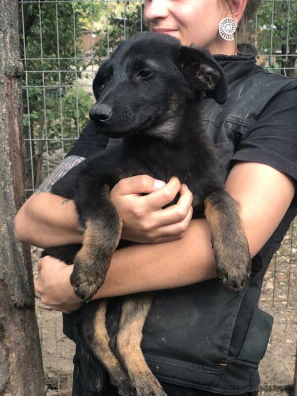 TOBIE - auf Pflegestelle in PLZ 6 *vermittelt* – Bild 2
