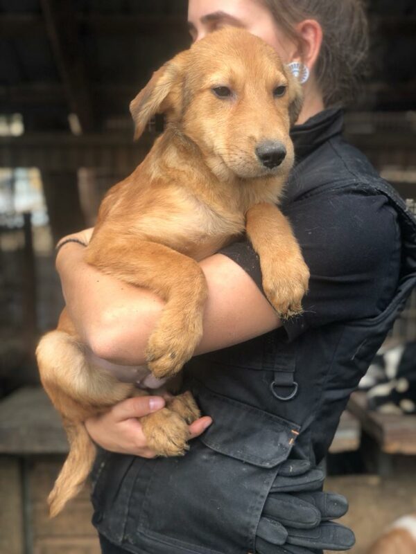 FREDERIK - reserviert Hundescheune Fläming vermittelt – Bild 2