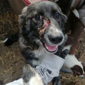 NURIA - reserviert Tierhilfe Lebenswert DR 02.11. - vermittelt