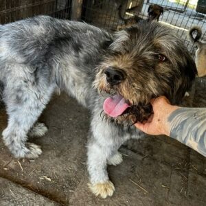 WICKET - vermisst 11/24