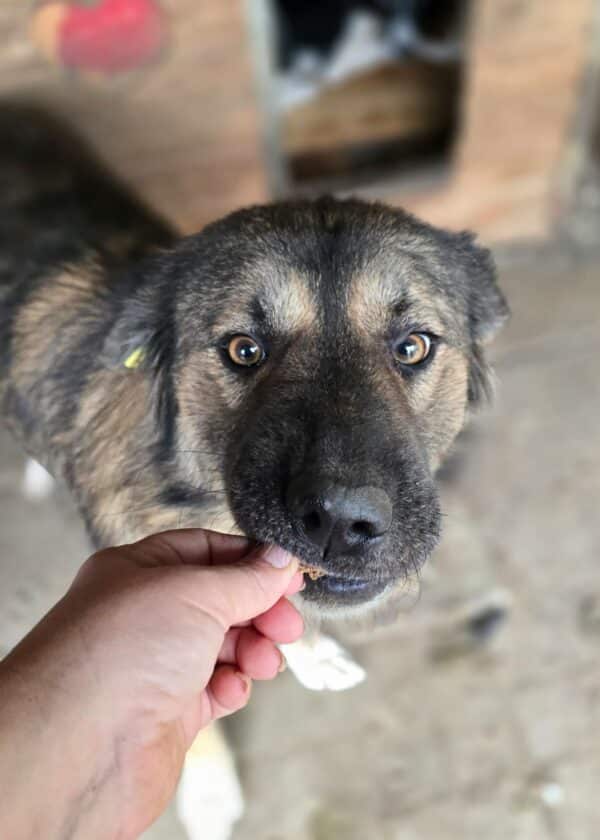 GWENY - ausgereist zu Tiere in Not Odenwald e.V. – Bild 3