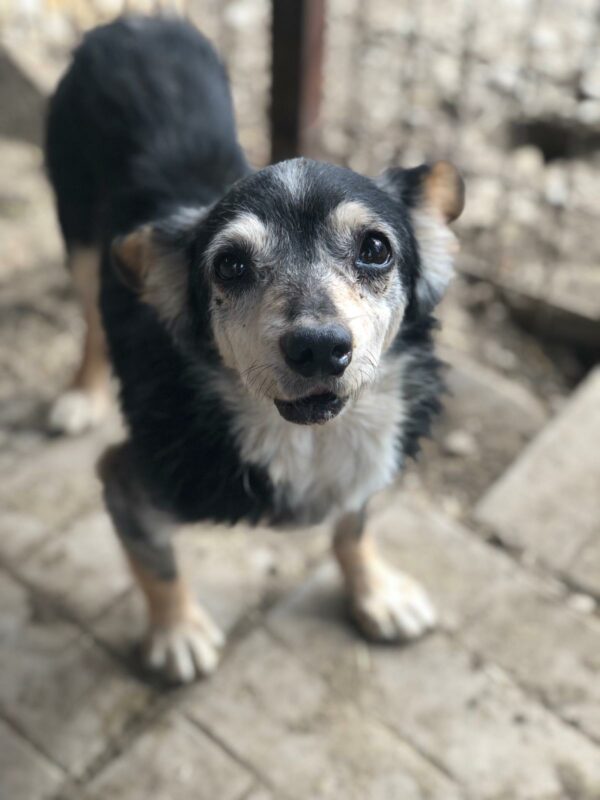 SCHNUFFEL - Notfall-Opi - reserviert PVA vermittelt