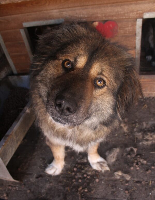 GWENY - ausgereist zu Tiere in Not Odenwald e.V. – Bild 2