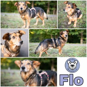 Flo in 58239 Schwerte *vermittelt*