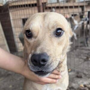 DARO (♂) - schont rechtes Hinterbein nach OP dauerhaft