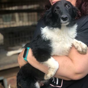 PATTI - auf Pflegestelle in PLZ 5 *vermittelt*