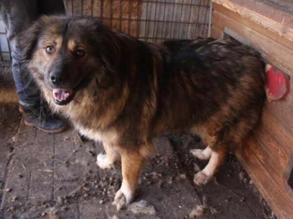 GWENY - ausgereist zu Tiere in Not Odenwald e.V. – Bild 7