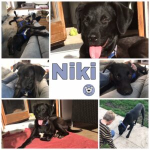 Niki in 92318 Neumarkt *vermittelt*