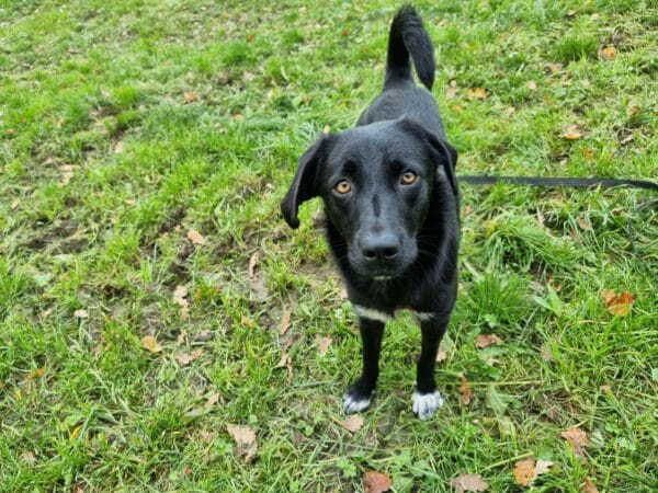 Salome in 91757 Treuchtlingen *vermittelt* – Bild 2