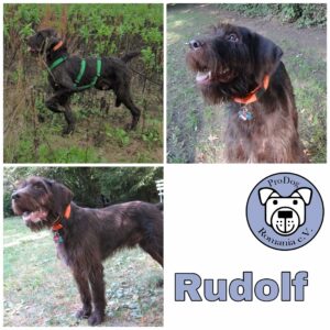 Rudolf in 76448 Durmersheim *vermittelt*