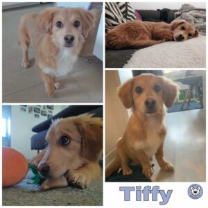 Tiffy in 49084 Osnabrück *vermittelt*