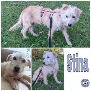 Stina in 33154 Salzkotten *vermittelt*