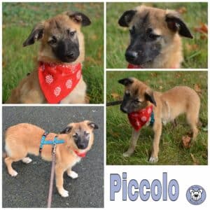 Piccolo in 18311 Ribnitz Damgarten *vermittelt*