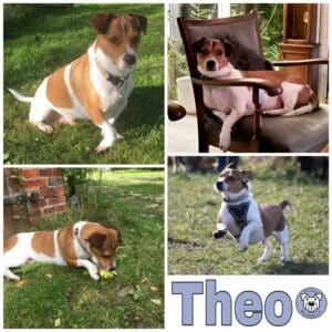 Theo (Gismo) in 24241 Schierensee, Holst *vermittelt*