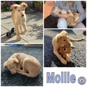 Mollie (*Hope) in 35469 Allendorf (Lumda) *vermittelt*