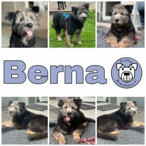 Berna in 45481 Mülheim *vermittelt*