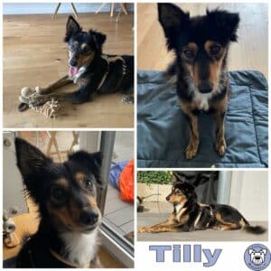 Tilly in 69123 Heidelberg *vermittelt*