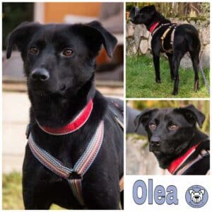 Olea in 21493 Möhnsen *vermittelt*