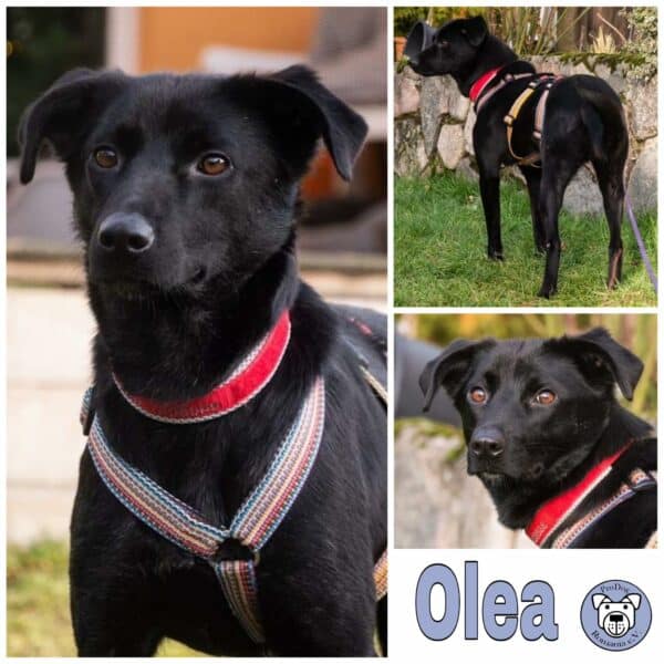 Olea in 21493 Möhnsen *vermittelt*