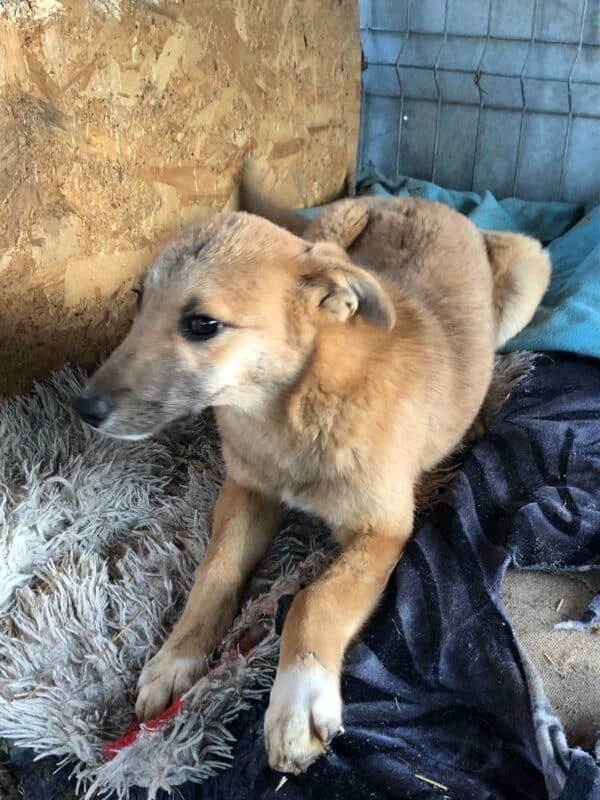 JUMPER - Notfall - reserviert TH Limburg - vermittelt – Bild 3