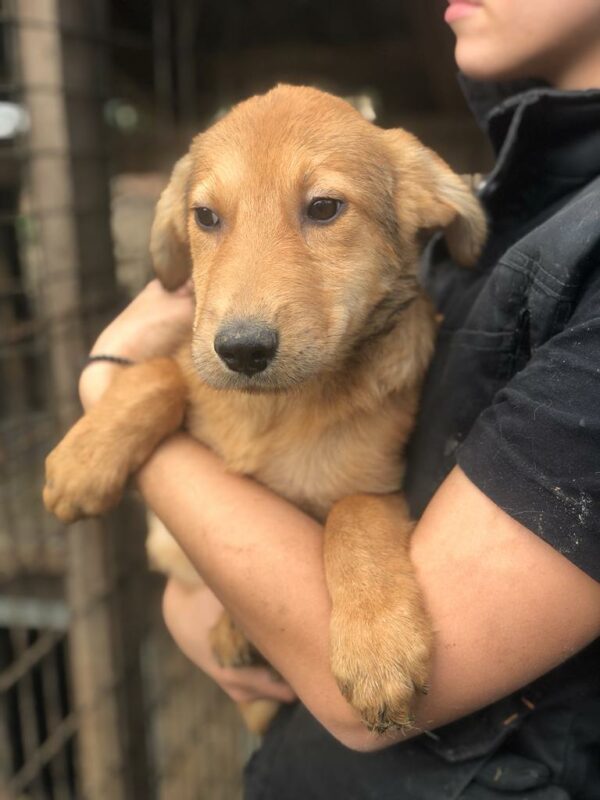 FREDERIK - reserviert Hundescheune Fläming vermittelt – Bild 4