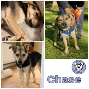 Chase in 21521 Aumühle *vermittelt*