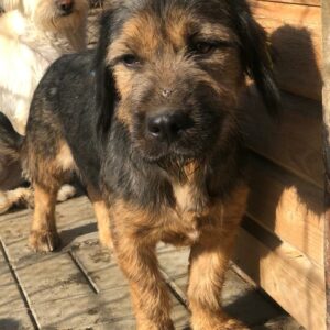 RÖSCHEN - reserviert Alexandra vermittelt